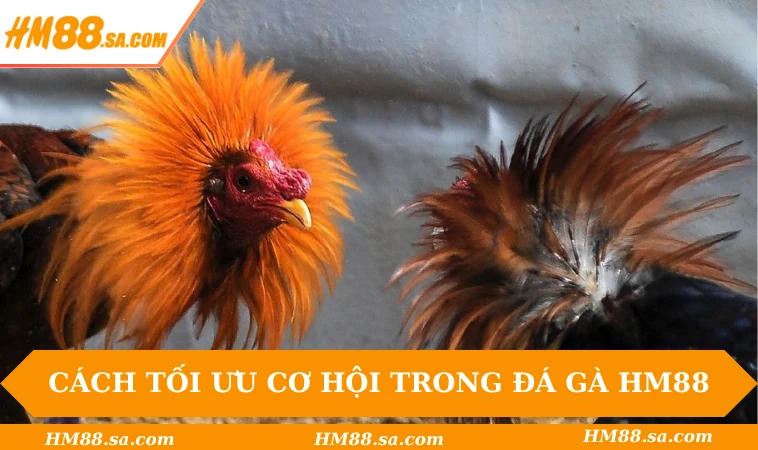 Đá gà HM88 3 Cách tối ưu cơ hội thắng trong đá gà HM88