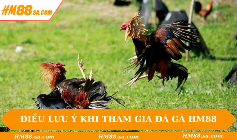 Đá gà HM88 2 Điều lưu ý quan trọng khi tham gia đá gà HM88
